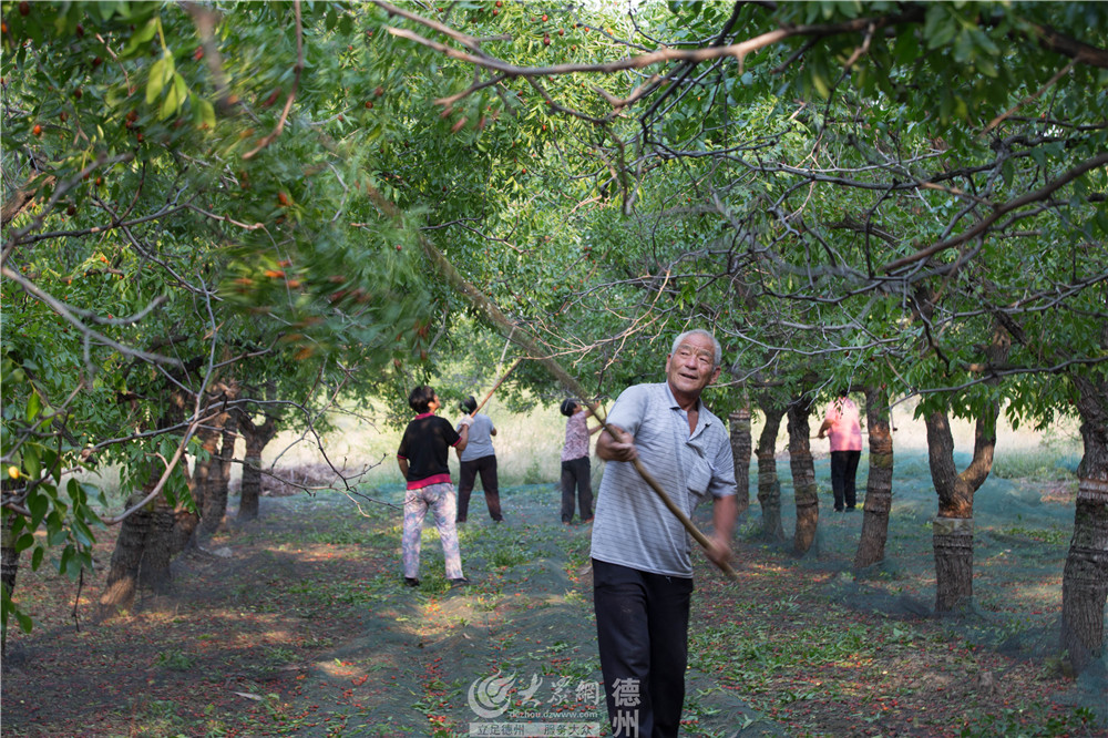 打枣的枣农脸上洋溢着丰收的喜悦