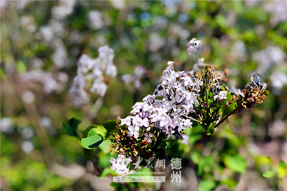 丁香花