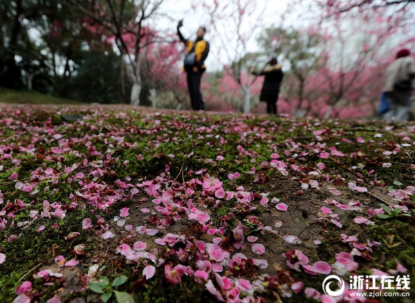 杭州雨后梅花落满地