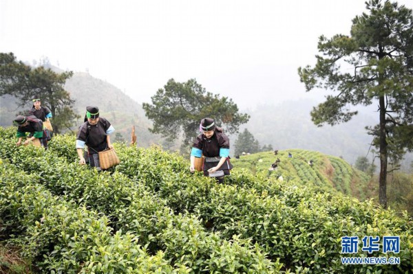 3月17日,茶农在贵州省榕江县两汪乡白茶基地采摘春茶.