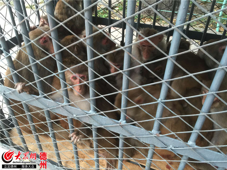 【快訊】德州人民公園動物園的動物們今日起搬新家啦