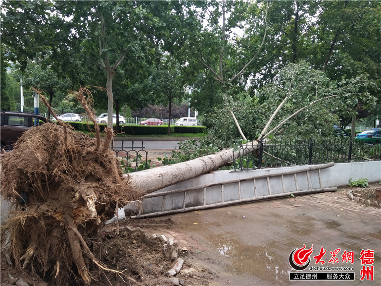 狂风暴雨突袭德州 40米大树被吹倒