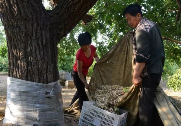 夏津黃河故道古桑樹群正式成為全球重要農業文化遺產