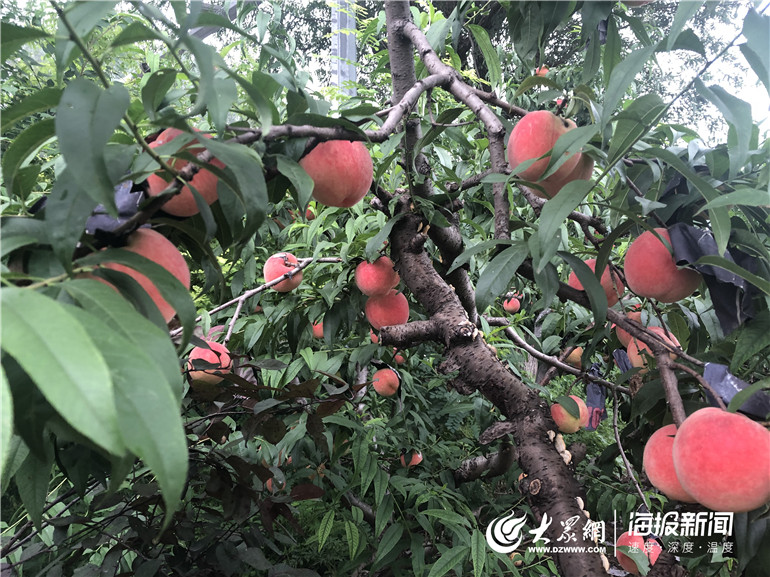 德州经开区抬头寺张申大桃首届采摘节开幕 持续一周